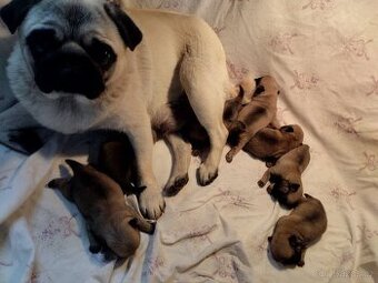 Mops bez PP