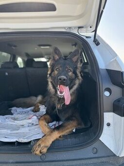 Daruji Německého ovčáka s PP