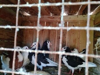 Holubi, Český Stavák.