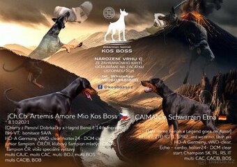 Dobrman s PP FCI - 1