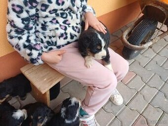 Bernský salašnický pes