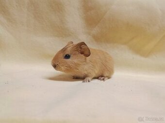 Miminko morče ♂️