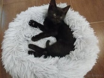 Daruji černé kotě