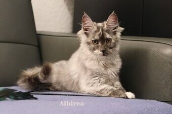 Mainská mývalí kočka, koťata s PP