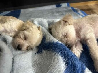 Cinsky chocholaty nahac