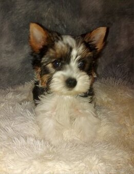 Biewer yorkshire terrier