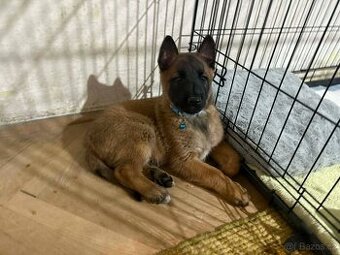 Belgický ovčák malinois