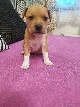 Americký Stafordšírský Teriér