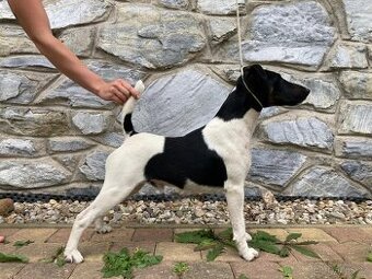 Foxterier hladkosrstý - chovný pes Xander X od Hrubého lesa