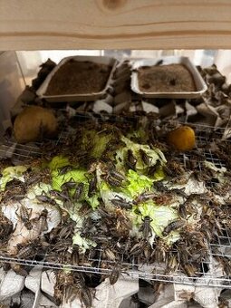 Cvrček banánový (Gryllus assimilis)