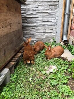 🐰 Králice Novozélandský červený – 1 rok, klidná a hodná