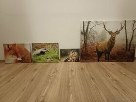Obrazy lesních zvířat-foto na plátně - 1