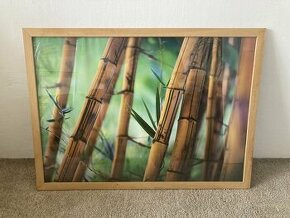 Obraz Bambus