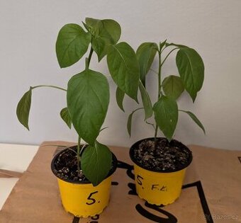 Sazenice chilli - Jalapeno Senorita