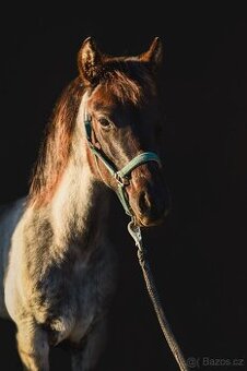 QH Hřebeček Blue Roan