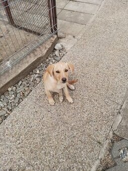 Fenka