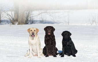 Labradorský retriever - 1