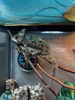 Chameleón jemenský