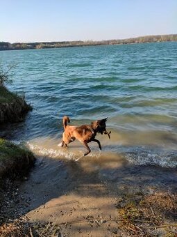 Fena Belgický ovčák Malinois