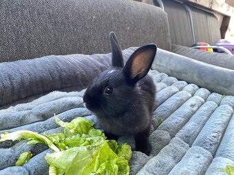 Sameček králiček 🍃🐇