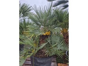 Žumara nízká - Chamareops Humilis - mrazuvzdorná palma