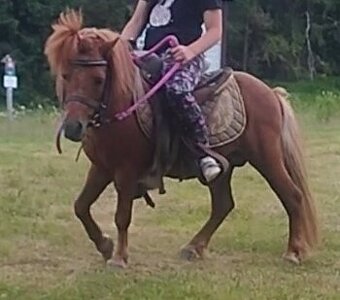 Shetland pony, do samoty