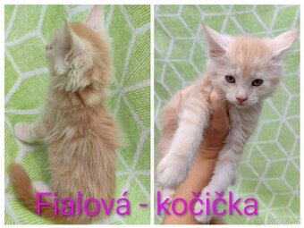 Mainská mývalí kočka,koťata bez pp