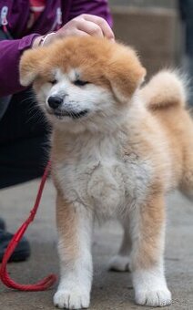 Chs Kuroma nabízí štěňátka plemene Akita inu s PP