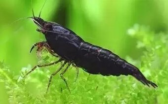 Krevetky - Neocaridina Black Sakura