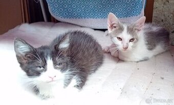 Koťátka - kocourci, zdarma k odběru