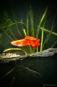 Paví očka - PEARL HEAD