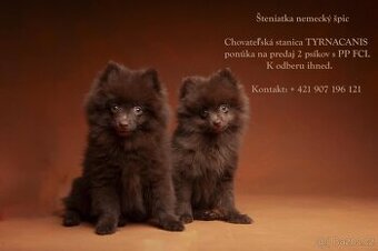 Štěňata německý špic malý hnědý