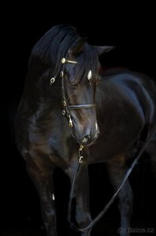 Koně od 50 tis. - Welsh Cob