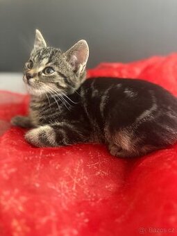 Mramorový kocourek, kříženec kočky sibiřské.