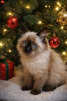 Něvská maškaráda kočička s pp.