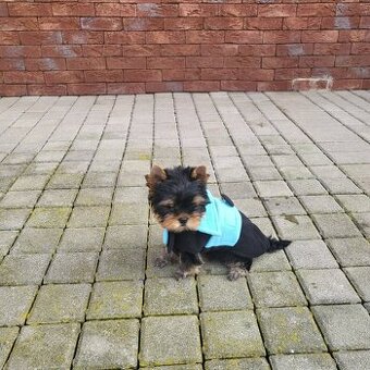 Jorksirsky teriér s pp FCI