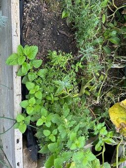 Saturejka, meduňka, oregano