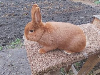 Novozélandský červený