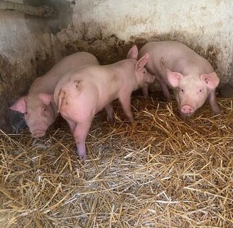 Jateční doma vykrmené prase