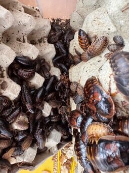 ŠVÁB ARGENTINSKÝ(Blaptica dubia)