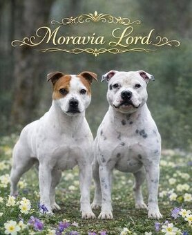 Stafordšírský bulteriér s PP