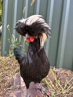 Kouhouti Holanďanek