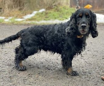 V útulku Jimlín u Loun , kokršpaněl