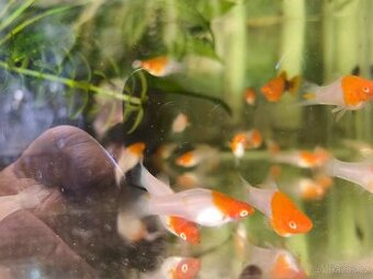 Mecovky koi