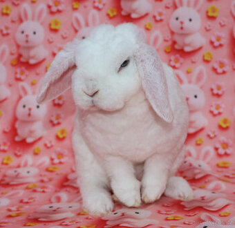 Zakrsly rex beránek , maličká modrooká samička .