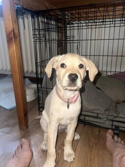 Štěně Labrador - 3 měsíce