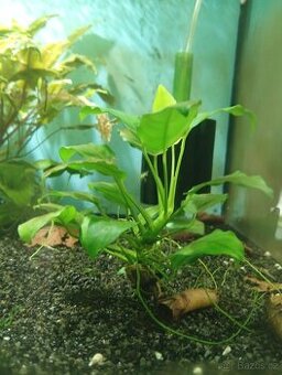 Prodám přebytky akvarijních rostlin