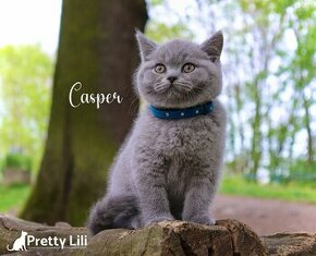 Britská modrá koťátka s PP