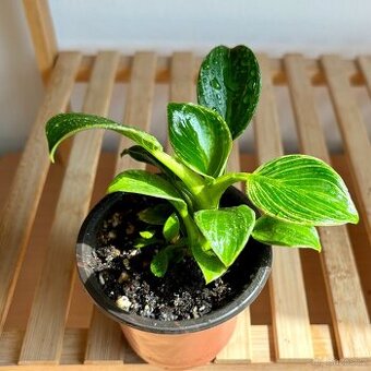 Philodendron birkin