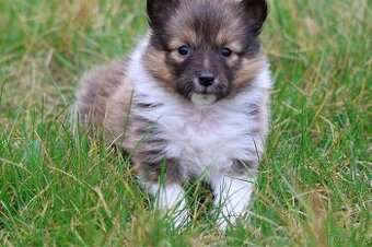 Sheltie